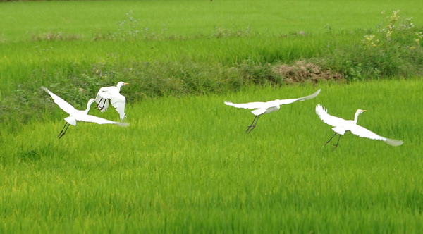 越南芽庄最美的有几个岛,越南芽庄最美的海滩