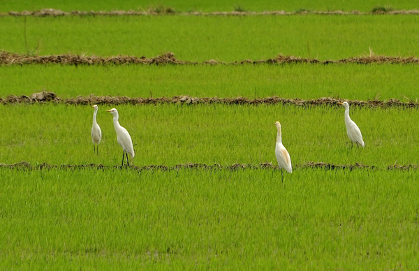 越南芽庄最美的有几个岛,越南芽庄最美的海滩