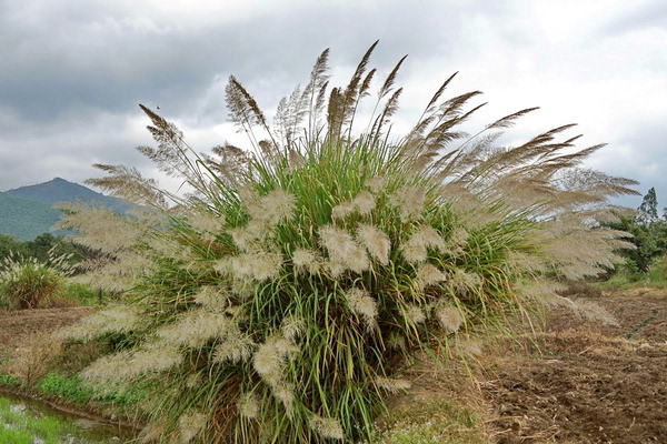 越南芽庄最美的有几个岛,越南芽庄最美的海滩