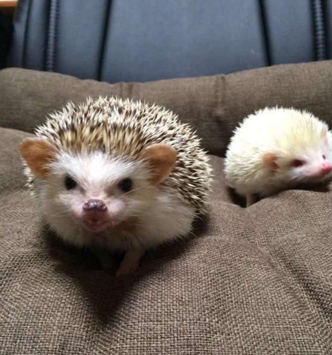 四脚朝天的刺猬,小刺猬四脚朝天躺在林间野道上