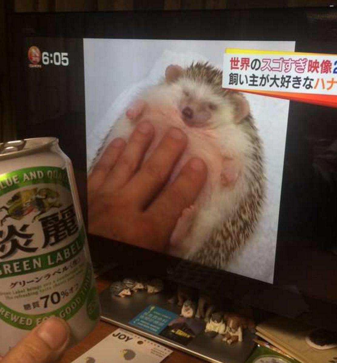 四脚朝天的刺猬,小刺猬四脚朝天躺在林间野道上