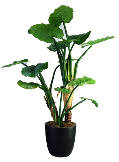 滴水观音的养殖方法有毒吗,滴水观音有毒能养吗