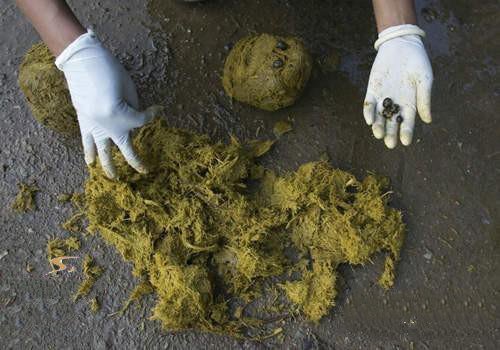 一杯1500元的黑象牙咖啡大象便便中的咖啡豆冲出的咖啡