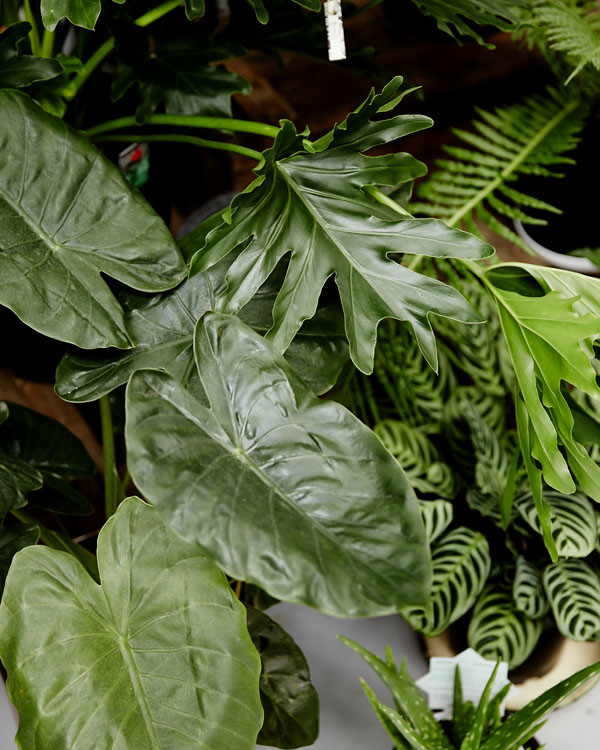 你有没有想过开一家花店呢 (要有一颗文艺心才能开一个花店)