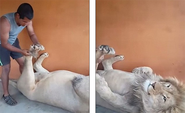 威严公狮子其实不靠谱：“恋足癖”、爱足疗，还关公崇拜？