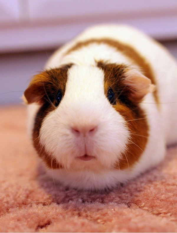 中国的荷兰豆在荷兰被称为什么,荷兰豆不是荷兰产的吗