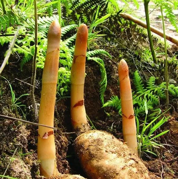 云南人再贵也要吃野生菌,云南人吃过最奢侈的一道菜