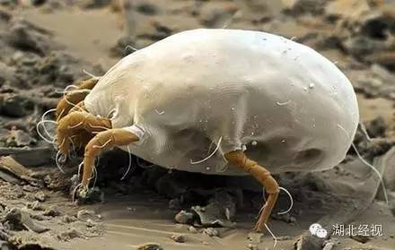 全身发痒是新冠吗怎么治疗,得新冠全身痒