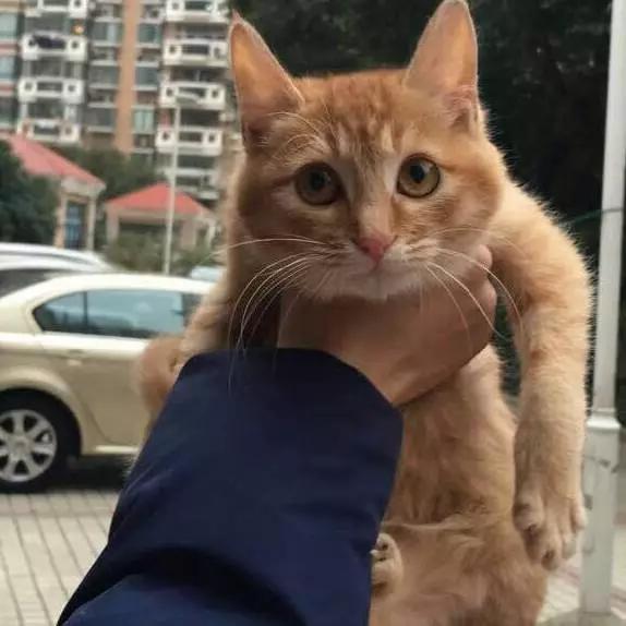 「2月上海春季」有爱领养