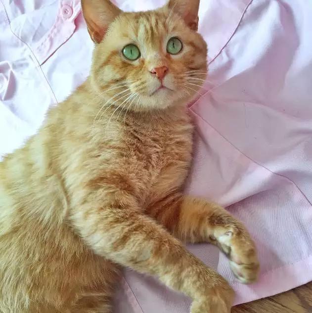 「2月上海春季」有爱领养