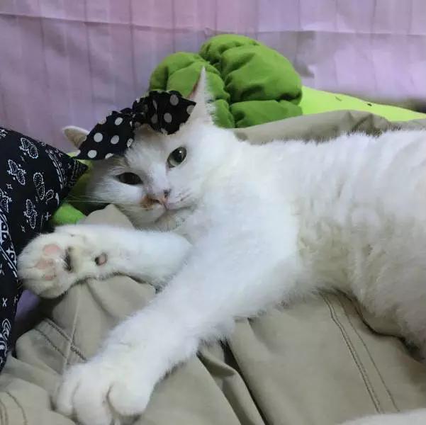 「2月上海春季」有爱领养