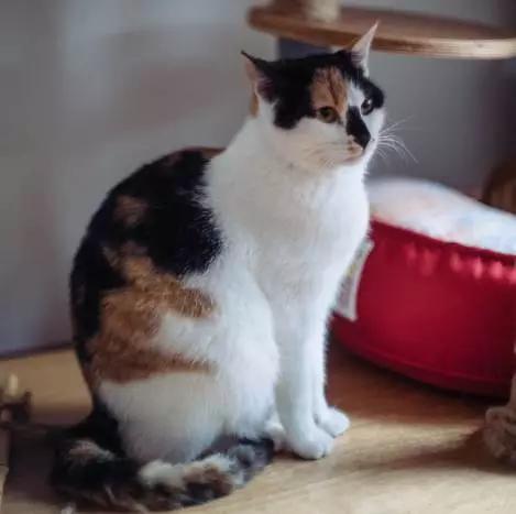 「2月上海春季」有爱领养