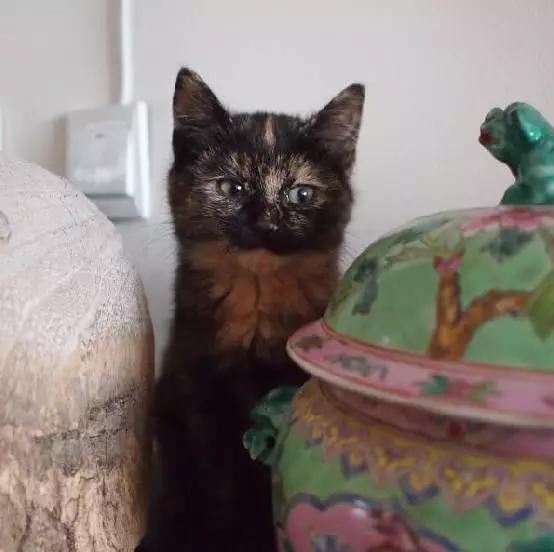 「2月上海春季」有爱领养