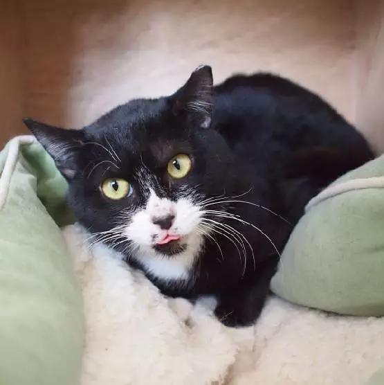 「2月上海春季」有爱领养