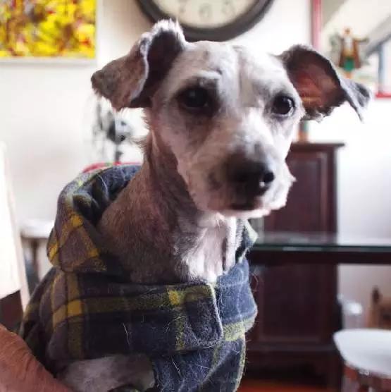 「2月上海春季」有爱领养