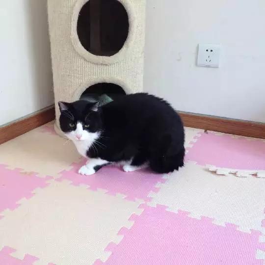 「2月上海春季」有爱领养