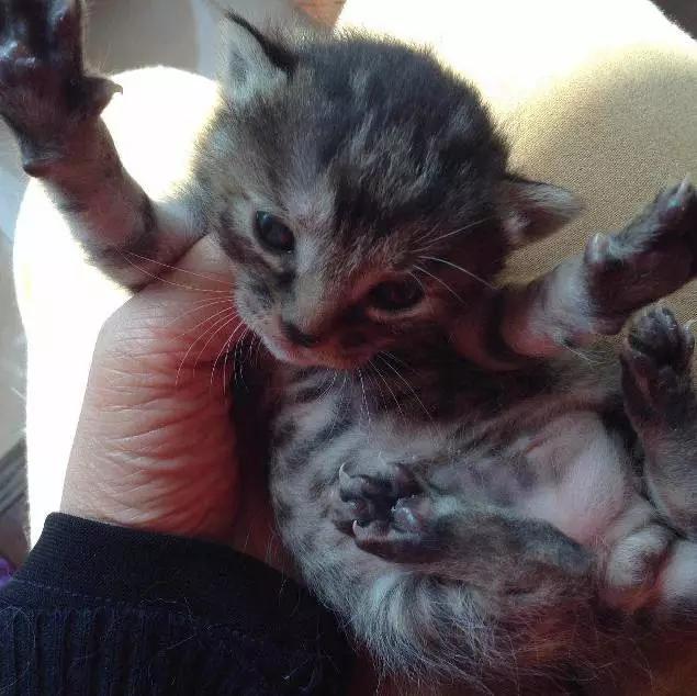 「2月上海春季」有爱领养