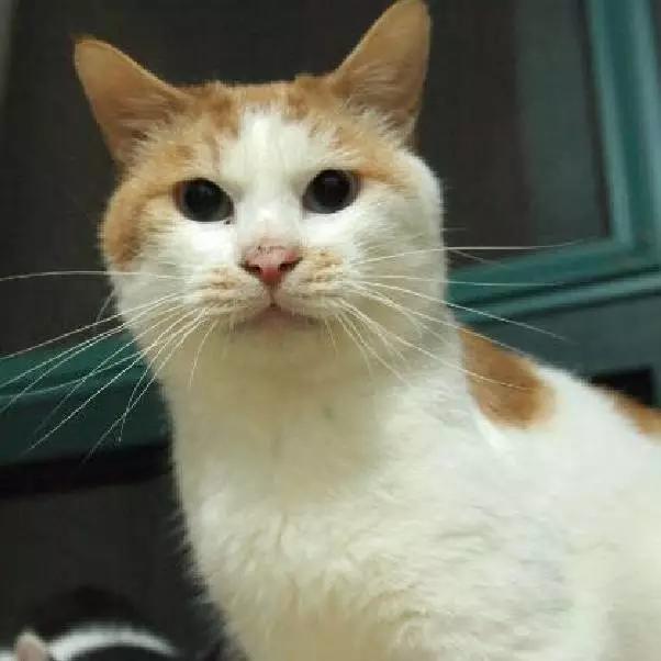 「2月上海春季」有爱领养