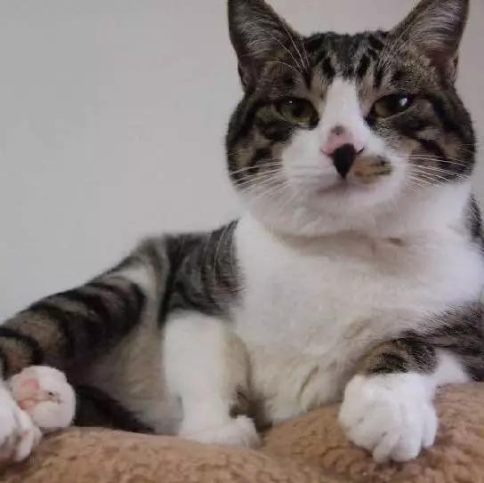 「2月上海春季」有爱领养