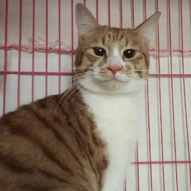 「2月上海春季」有爱领养