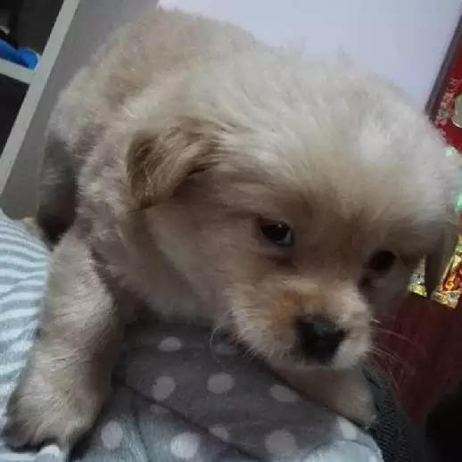 「2月上海春季」有爱领养