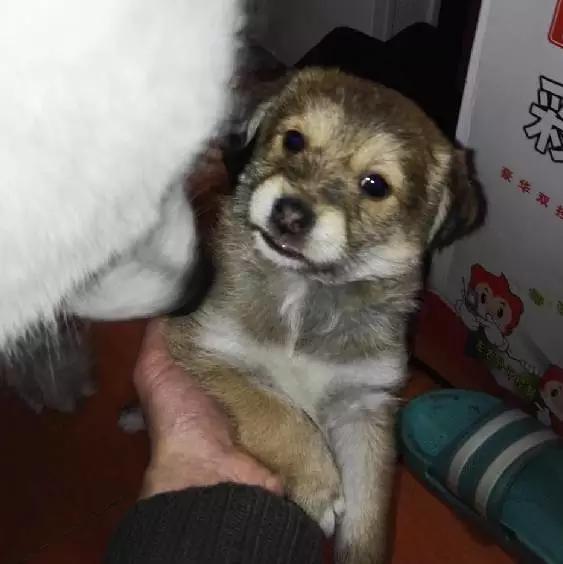 「2月上海春季」有爱领养