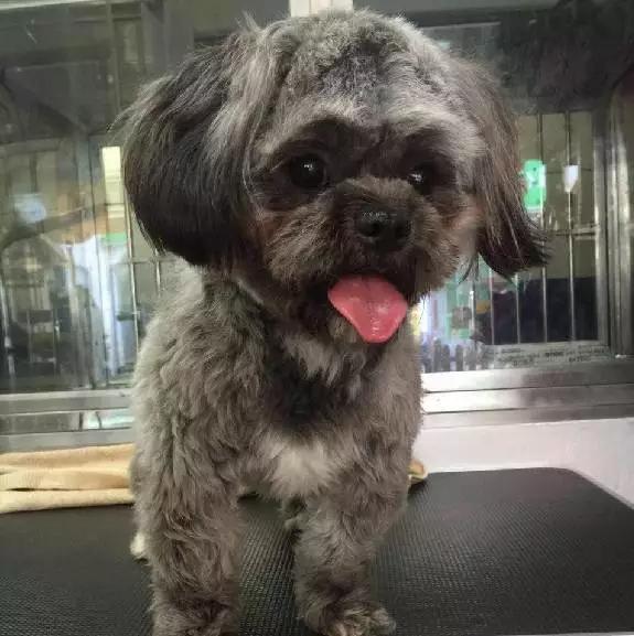 「2月上海春季」有爱领养