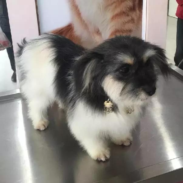 「2月上海春季」有爱领养