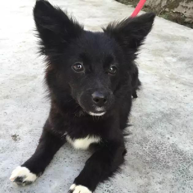 「2月上海春季」有爱领养