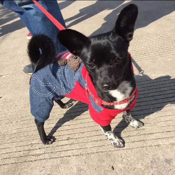 「2月上海春季」有爱领养