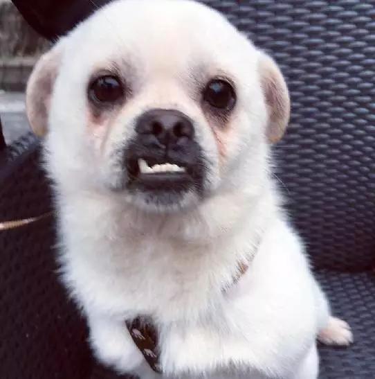 「2月上海春季」有爱领养