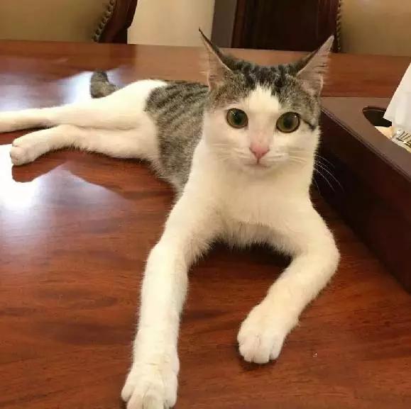 「2月上海春季」有爱领养