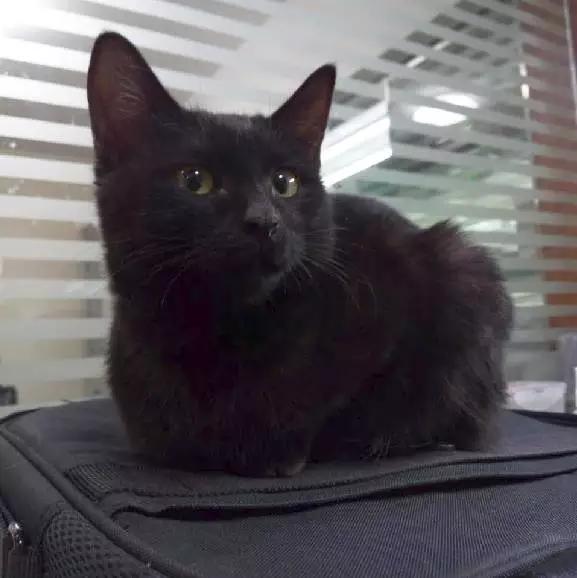 「2月上海春季」有爱领养