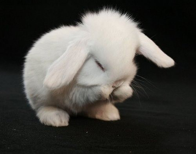 小兔子撒尿怎么解决,小兔子三天没拉怎么解决