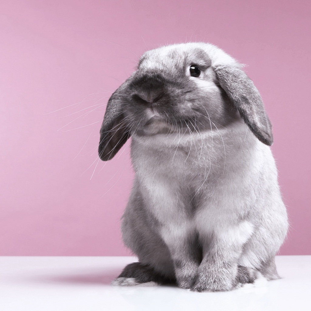 小兔子撒尿怎么解决,小兔子三天没拉怎么解决