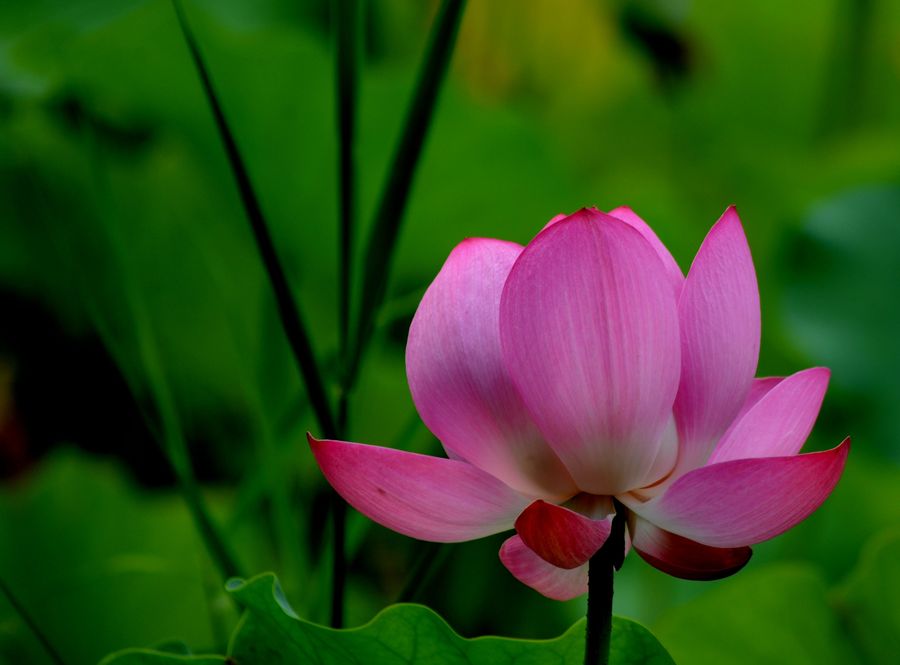 课外知识大扩展之——中国市花大全！