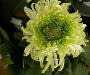 课外知识大扩展之——中国市花大全！