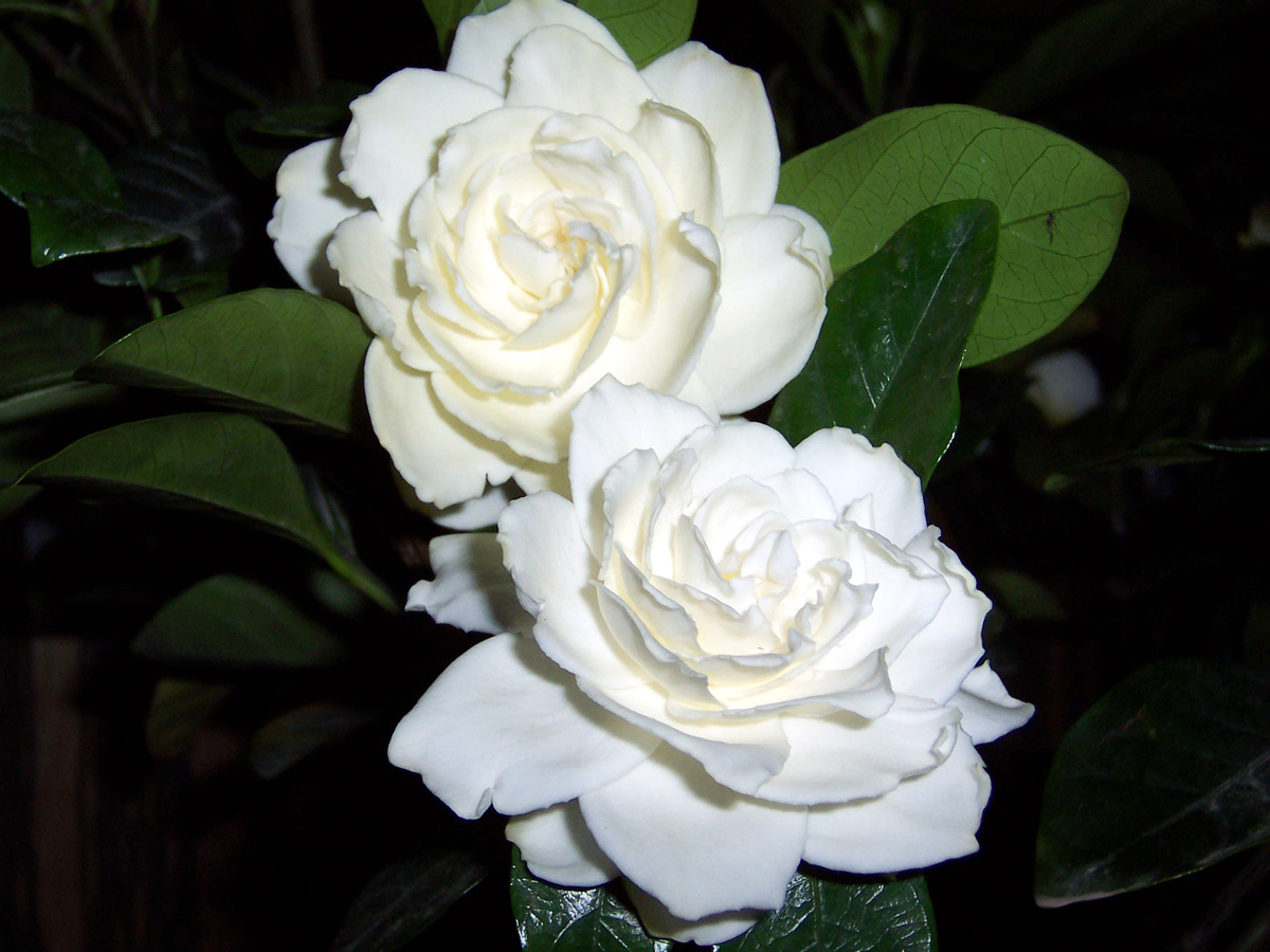 课外知识大扩展之——中国市花大全！