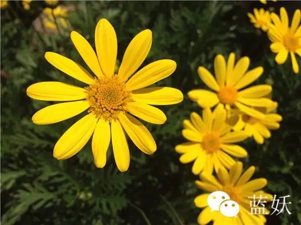 怎样才可以把玛格丽特花养好,玛格丽特花养多久爆花