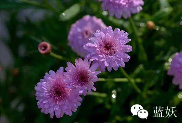 怎样才可以把玛格丽特花养好,玛格丽特花养多久爆花