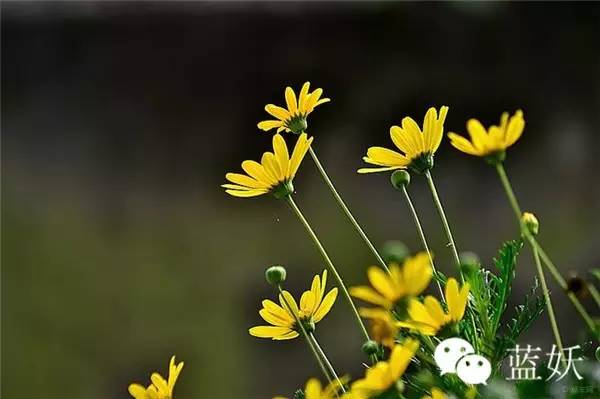 怎样才可以把玛格丽特花养好,玛格丽特花养多久爆花