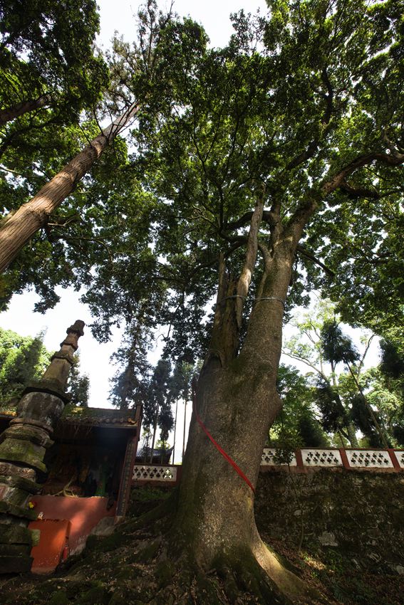 活着的国宝――荥经云峰寺内的桢楠王