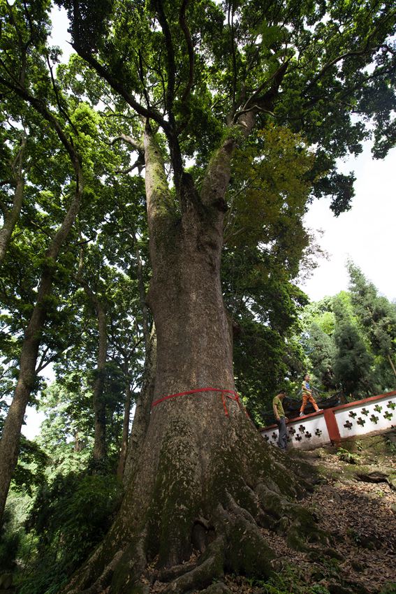 活着的国宝――荥经云峰寺内的桢楠王