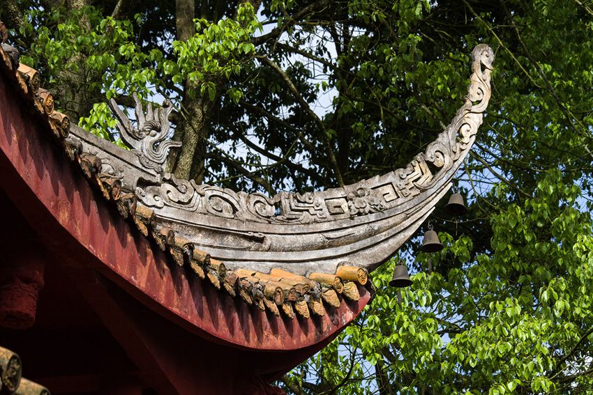 活着的国宝――荥经云峰寺内的桢楠王