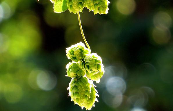 这些名人都爱酒，还不快去喝两杯？