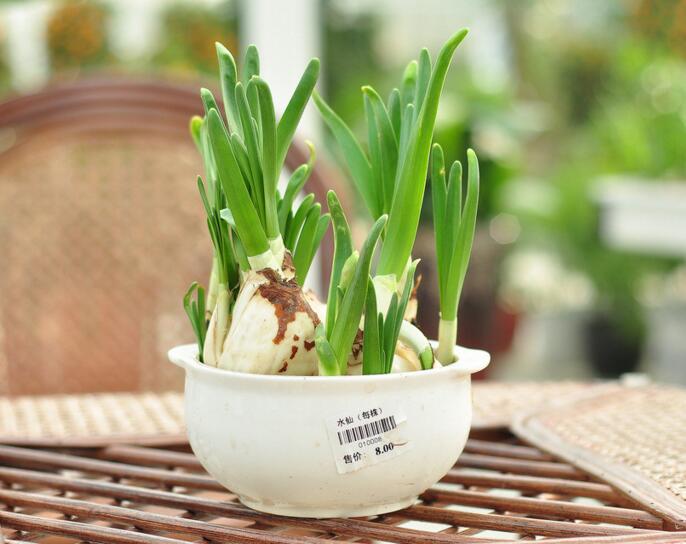 如何养好一盆水仙,水仙怎么养根才能白