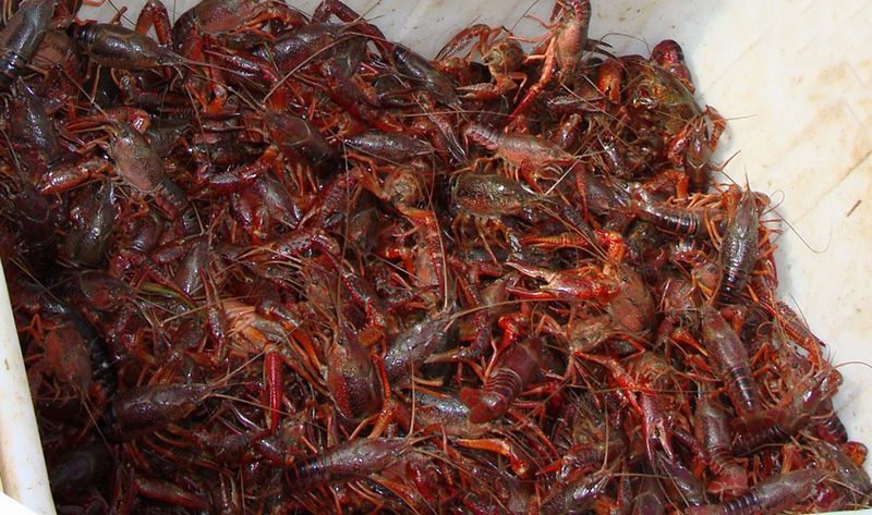 猫咪和小龙虾,猫和小龙虾之间的对决