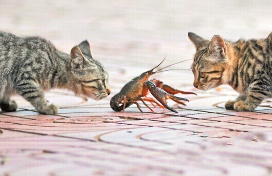 猫咪和小龙虾,猫和小龙虾之间的对决