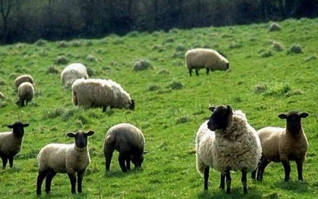 澳洲保健品必买清单,深扒一个澳洲益生菌牌子