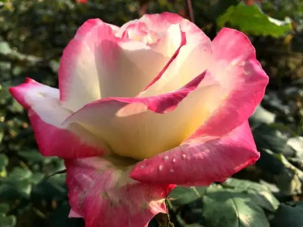 从东莞出发,不到两小时,就可以感受到靓爆灯的童话世界！